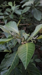 Solanum oblongifolium