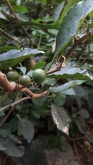 Solanum oblongifolium