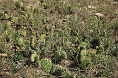 Opuntia polyacantha