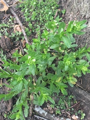 Cardamine concatenata