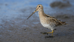 Magellanic Snipe photo 1
