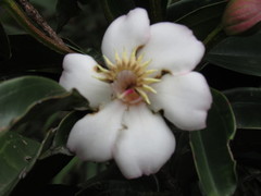 Blakea quadrangularis
