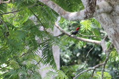 Malimbus rubricollis