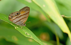 Cissia penelope