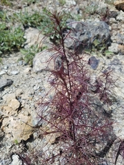 Cordylanthus tenuis brunneus