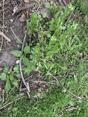 Cardamine concatenata