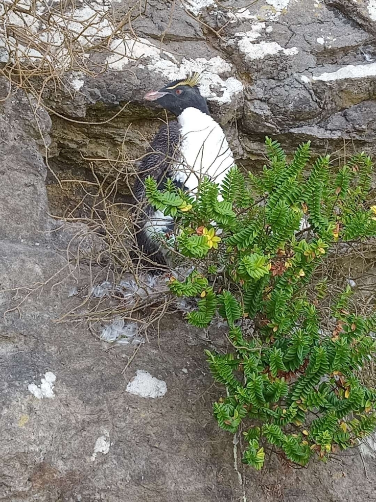 Eastern Rockhopper Penguin In February 2024 By Ted Reported To DOC   Large 