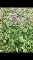 Lamium amplexicaule