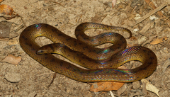 Atractus torquatus