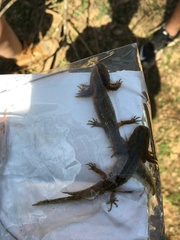 Ambystoma opacum
