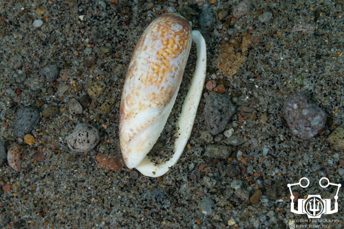 Oliva sericea observed 2023-06-03