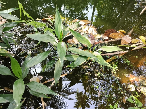 Foto de Bambu-da-sorte