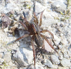 Alopecosa pulverulenta