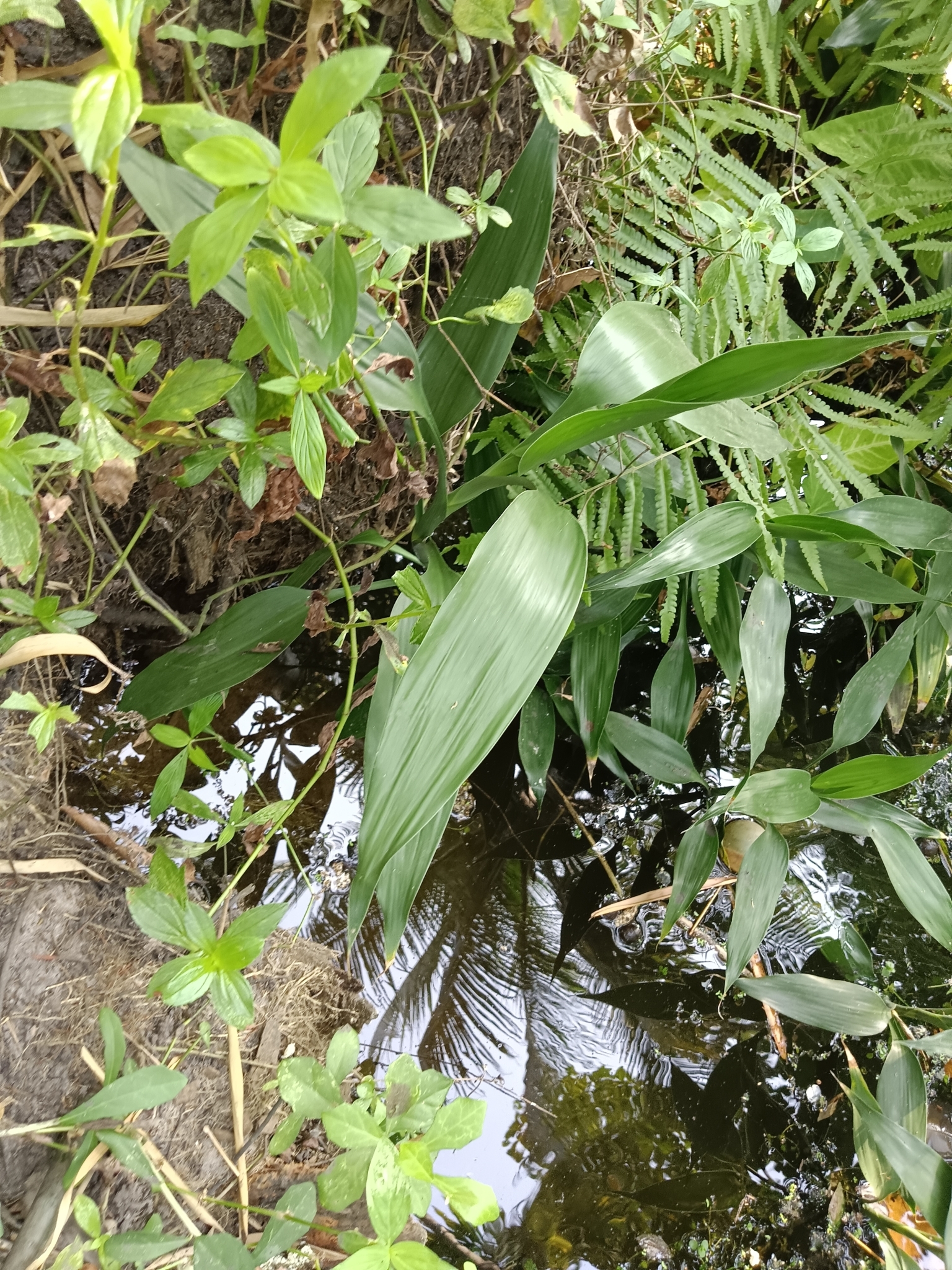 Imagem de Bambu-da-sorte