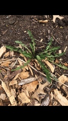 Taraxacum officinale