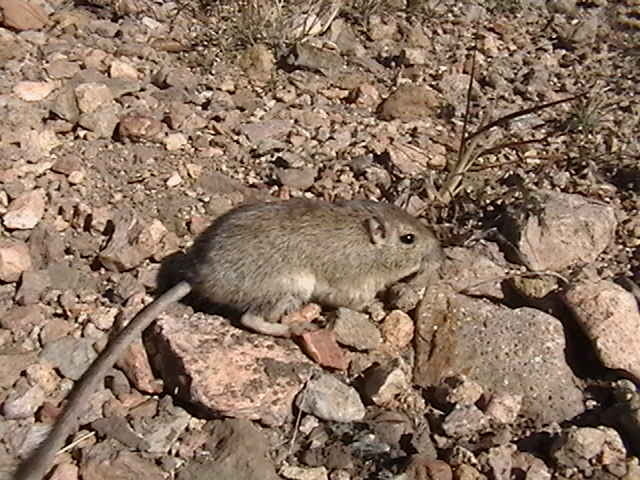 Rock Pocket Mouse