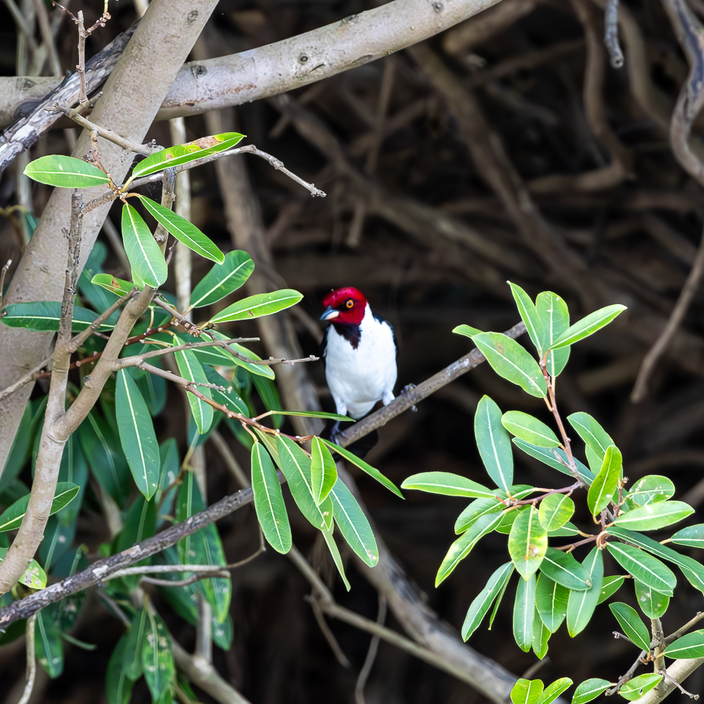 Red-capped Cardinal (Bolivian)