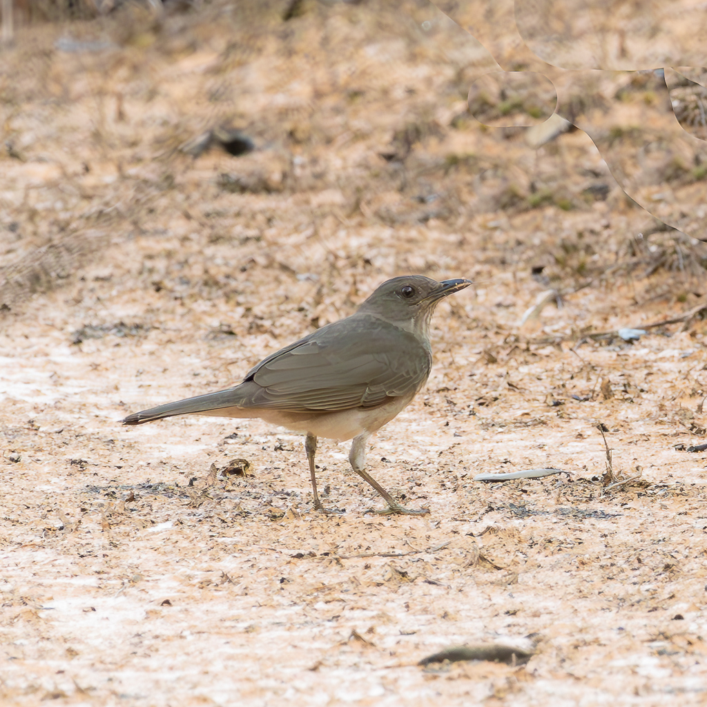 Campina Thrush (Turdus arthuri) photo