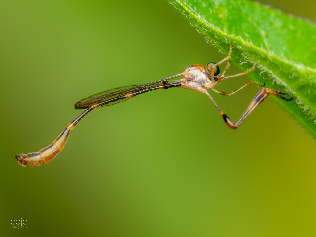 Leptopteromyia mexicanae