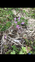 Lamium amplexicaule