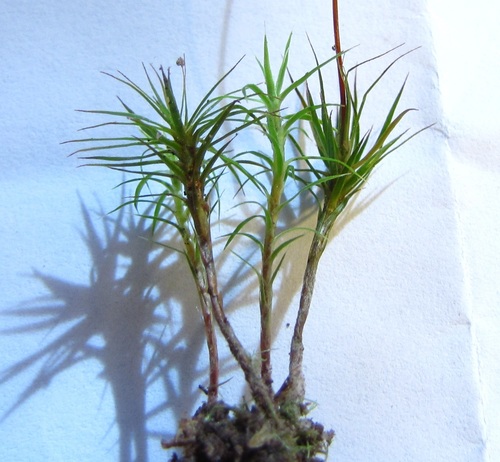 Image of Polytrichum ohioense by no rights reserved