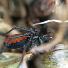 Castianeira occidens