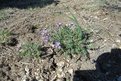 Astragalus lotiflorus