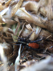 Castianeira occidens