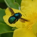 Peacock Carpenter Bee - Photo (c) wingspanner, some rights reserved (CC BY-NC), uploaded by wingspanner