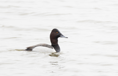 Ring-necked Duck