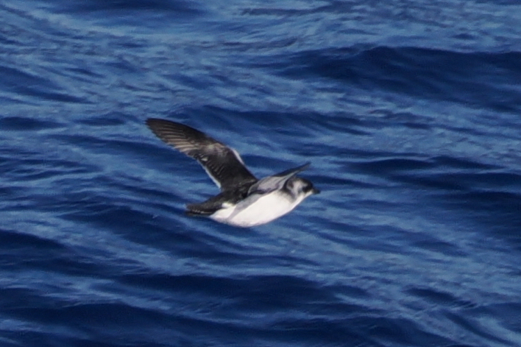 South Georgia Diving Petrel (Pelecanoides georgicus), photo 8