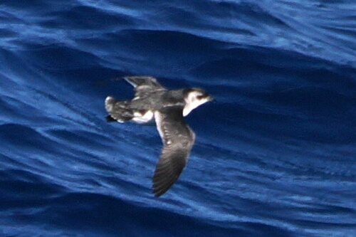 South Georgia Diving Petrel (Pelecanoides georgicus), photo 7