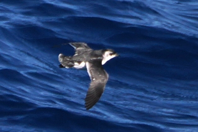 South Georgia Diving Petrel (Pelecanoides georgicus), photo 7