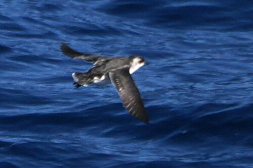 South Georgia Diving Petrel (Pelecanoides georgicus), photo 9
