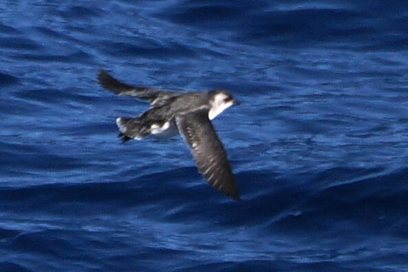 South Georgia Diving Petrel (Pelecanoides georgicus), photo 9