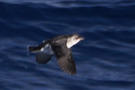 South Georgia Diving Petrel (Pelecanoides georgicus), photo 10