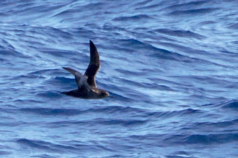 Sooty Shearwater