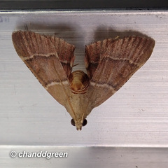 Stemmatophora flavicaput