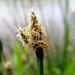 Common Spike-Rush - Photo (c) Станислав, some rights reserved (CC BY-NC), uploaded by Станислав