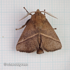 Quasithosea obliquistriga