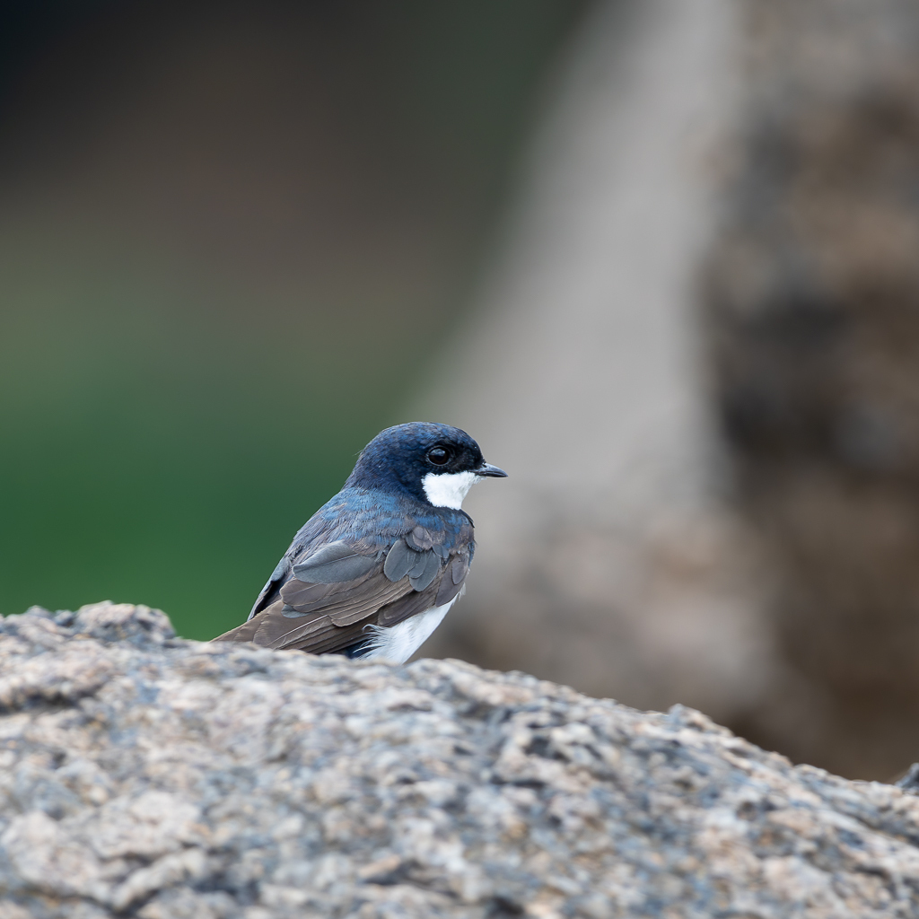 Black-collared Swallow