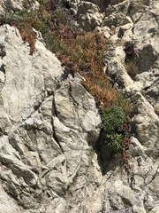 Dudleya farinosa