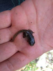 Pseudacris hypochondriaca