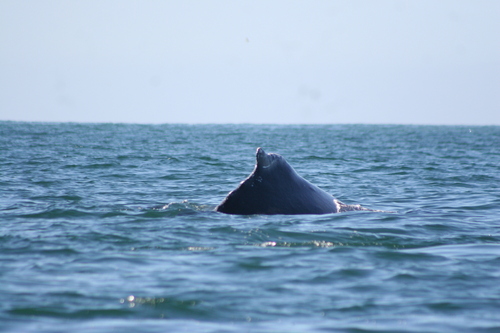 Humpback whale