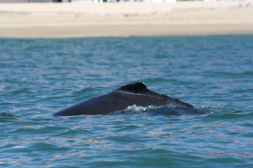 Humpback whale