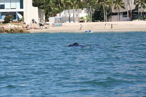 Humpback whale