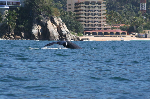 Humpback whale