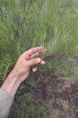 Senna circinnata observed 2024-02-06