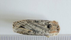 Xylena thoracica