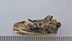 Xylena thoracica